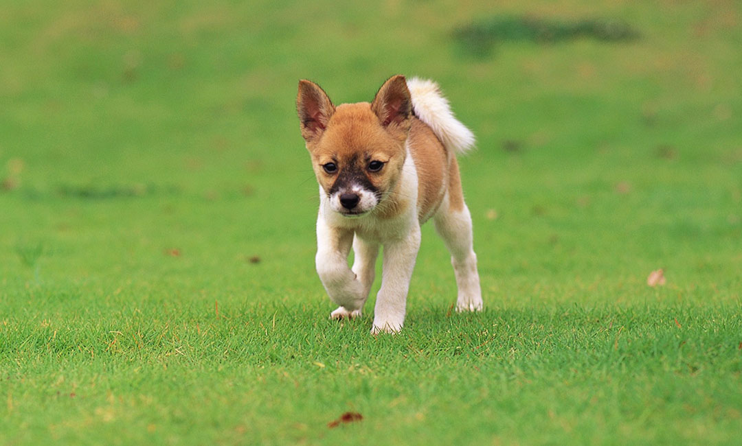 绥化叮叮宠物商业计划书案例
